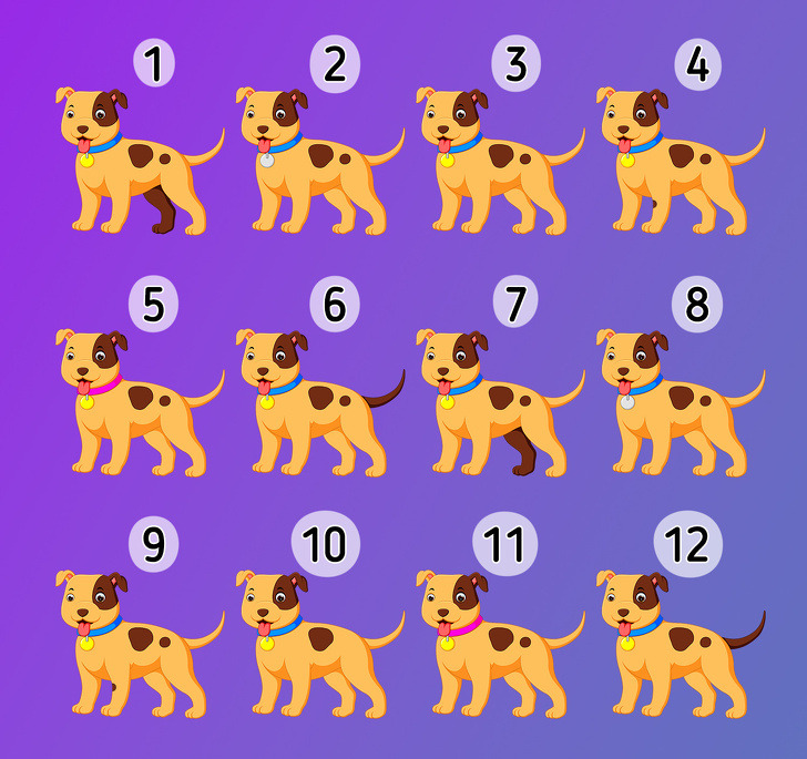 Find the 2 dogs that don’t have a pair.