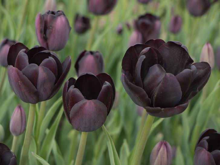 15+ Dramatic Flowers That Can Turn Your Garden Into a Gothic ...