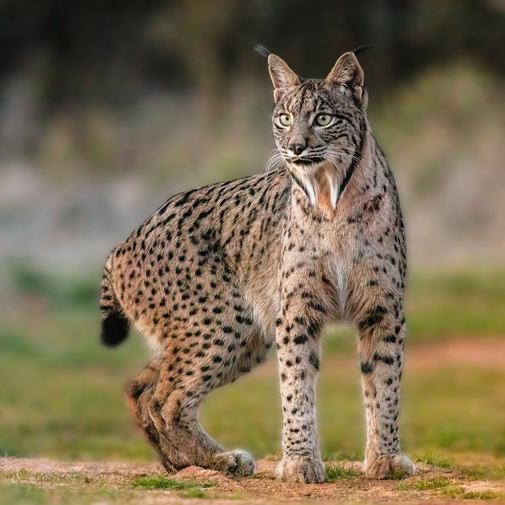 An Iberian lynx in Almuradiel, Ciudad Real, Spain, 2021