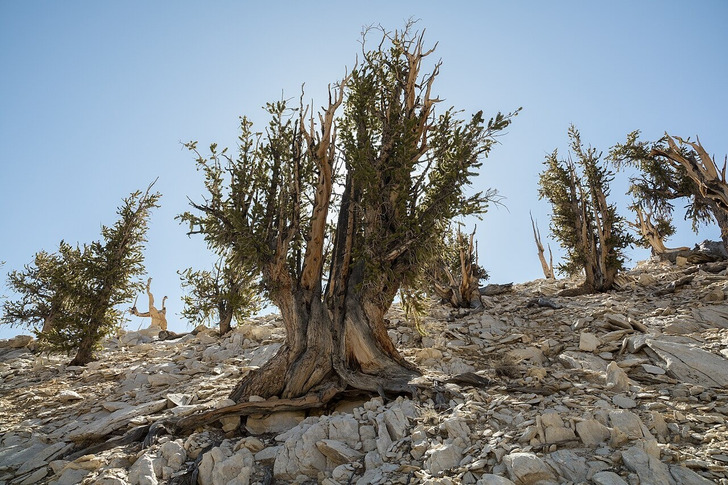 Bristlecone pines in Schulman Grove, Ancient Bristlecone Pine Forest (not Methuselah)