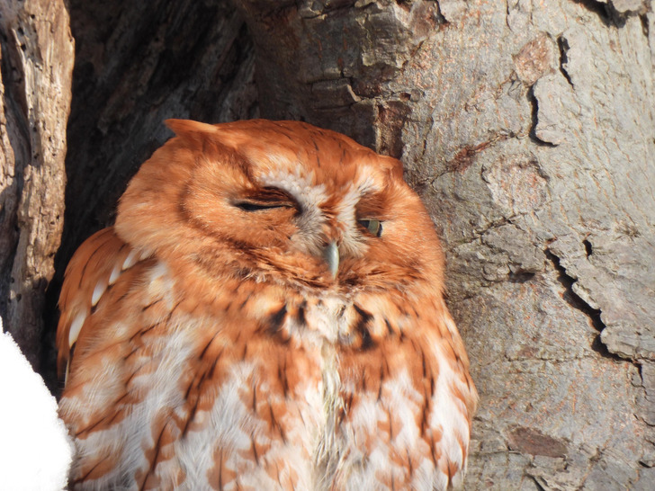 A Screech Owl Who Woke Up From a Nap Just Long Enough to Wink