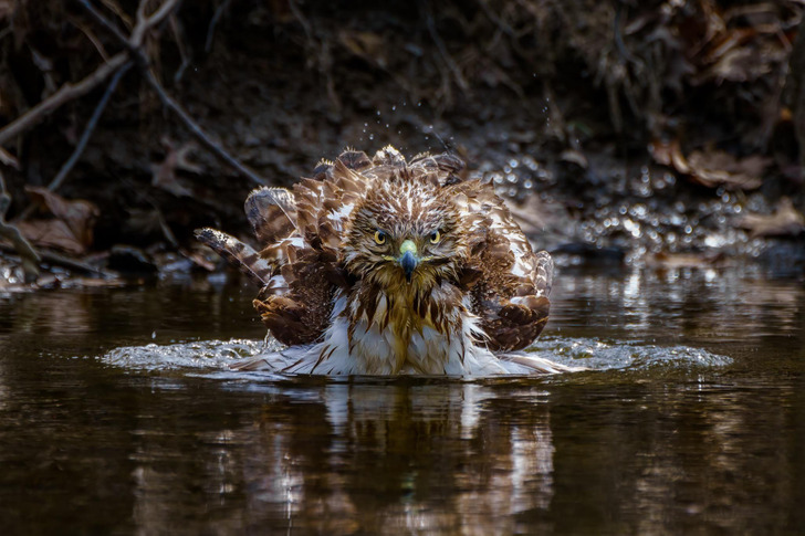 A Hawk in the Bath, Shot by a Photographer Lying on Their Back in the Creek
