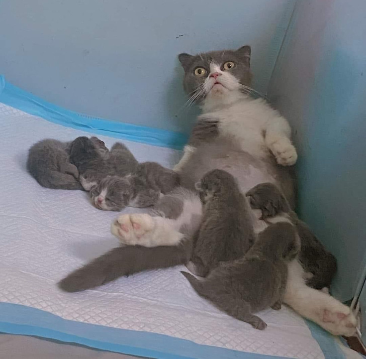 20+ Animals That Happened to Be Totally Unprepared for Parenthood