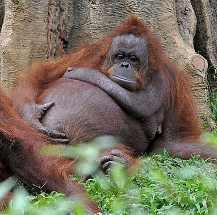 How 24 Animals Look Before Giving Birth