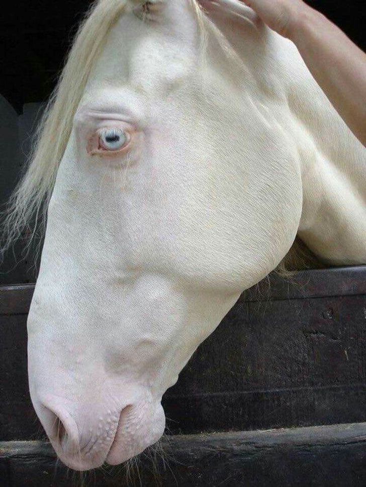 23 Albino Animals That Look Like They're From Another Planet