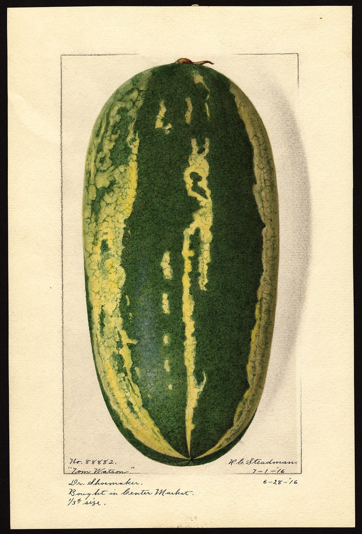 A striped Southern watermelon in a USDA watercolor, 1916 (not the Bradford)