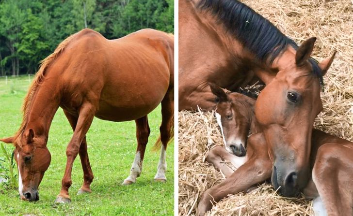 How Long Pregnancy Lasts for These 16 Animals