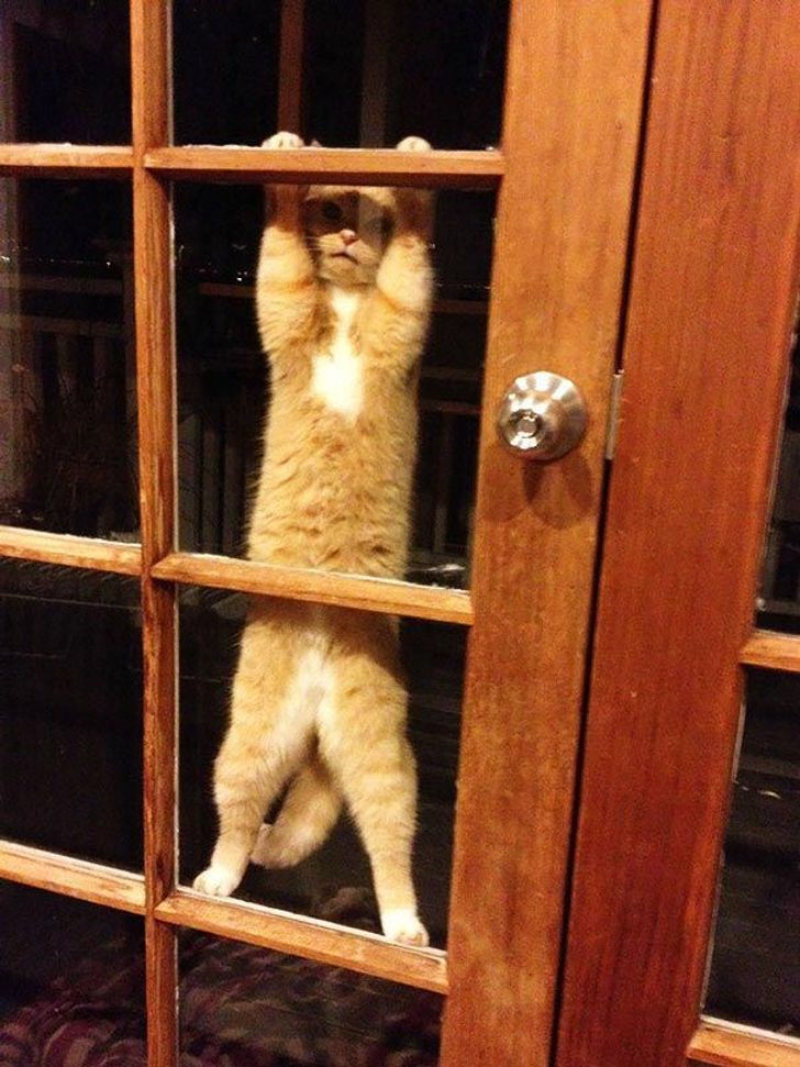 25 animals who are really, really eager to come inside