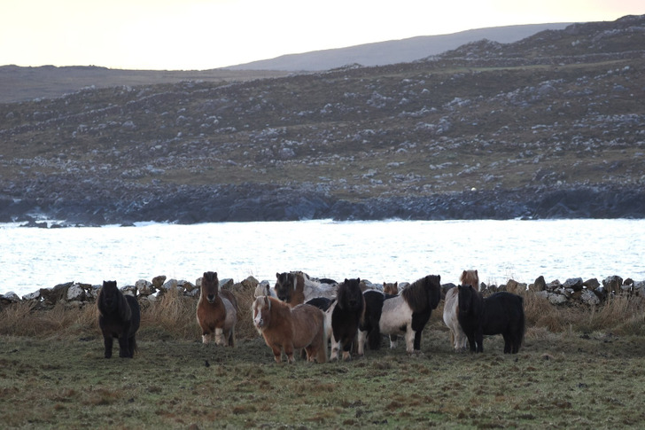 Shetland ponies, Clibberswick