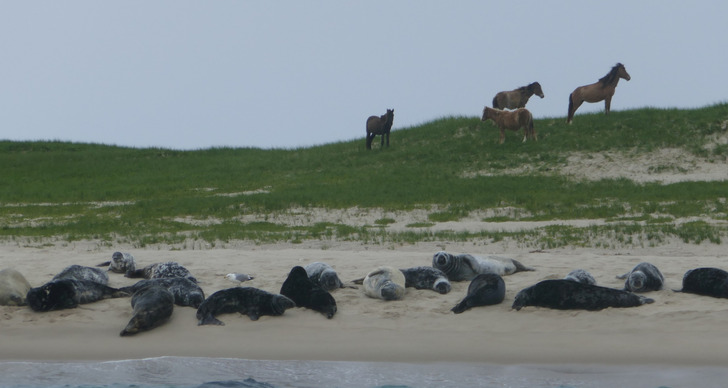 Wild horses above grey seals, Sable Island