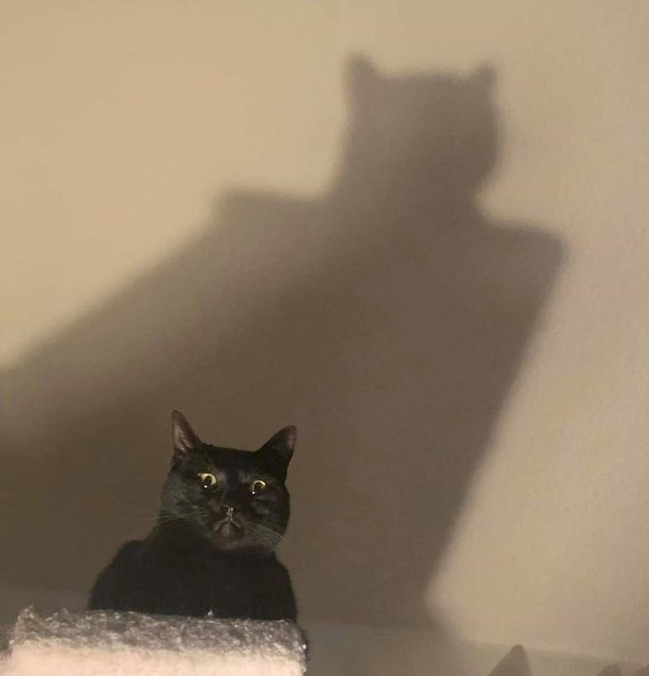 17 Naughty Cats From the Dark Side That Almost Made Us Call an Exorcist