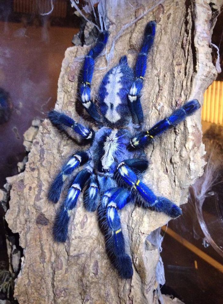 20 Exotic Animals Whose Beauty Is Out Of This World