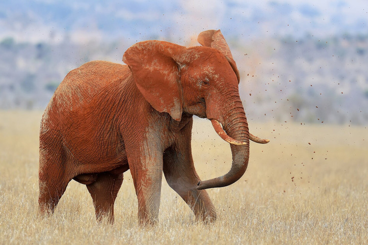 A “red” elephant after a dust bath in Tsavo East National Park, Kenya