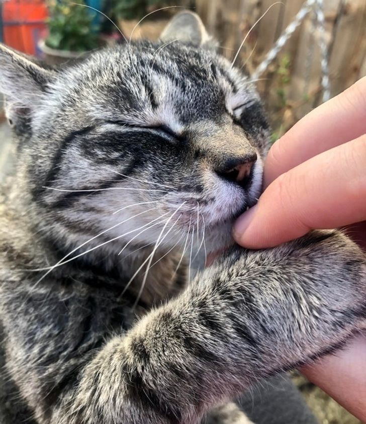 22 Pets Who Left Paw Prints on Their Owners’ Hearts