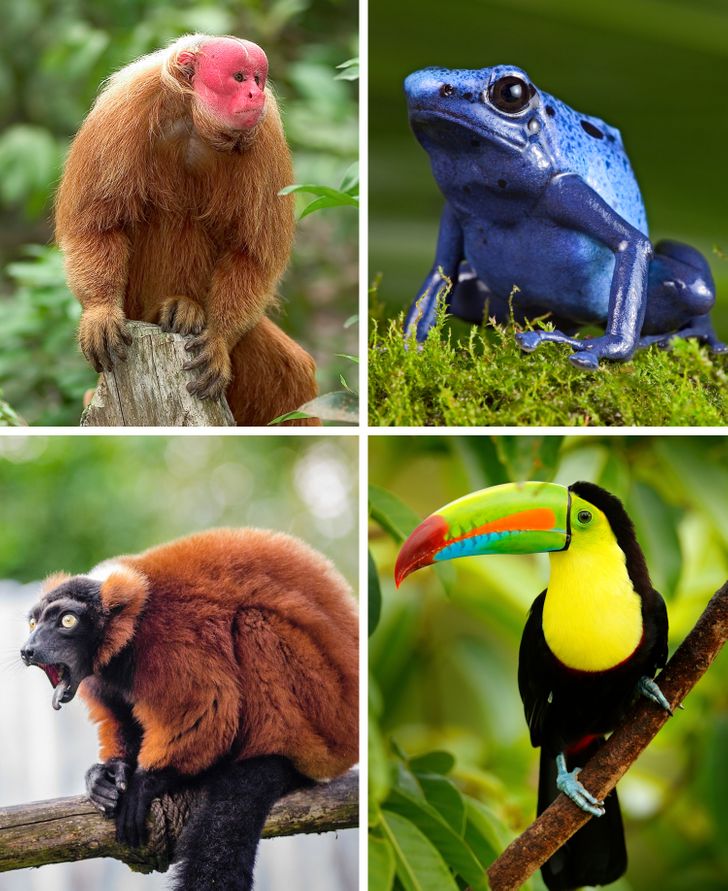 Amazon Rainforest Endangered Animals List - nature wallpaper