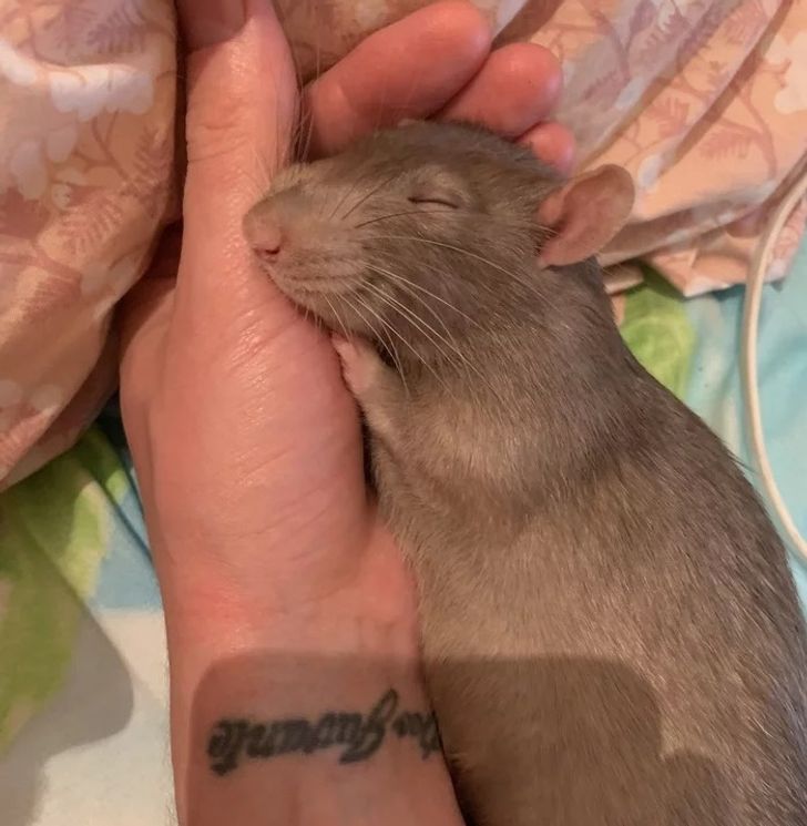 20 Rat Pics That Will Make You Squeal With Their Cuteness