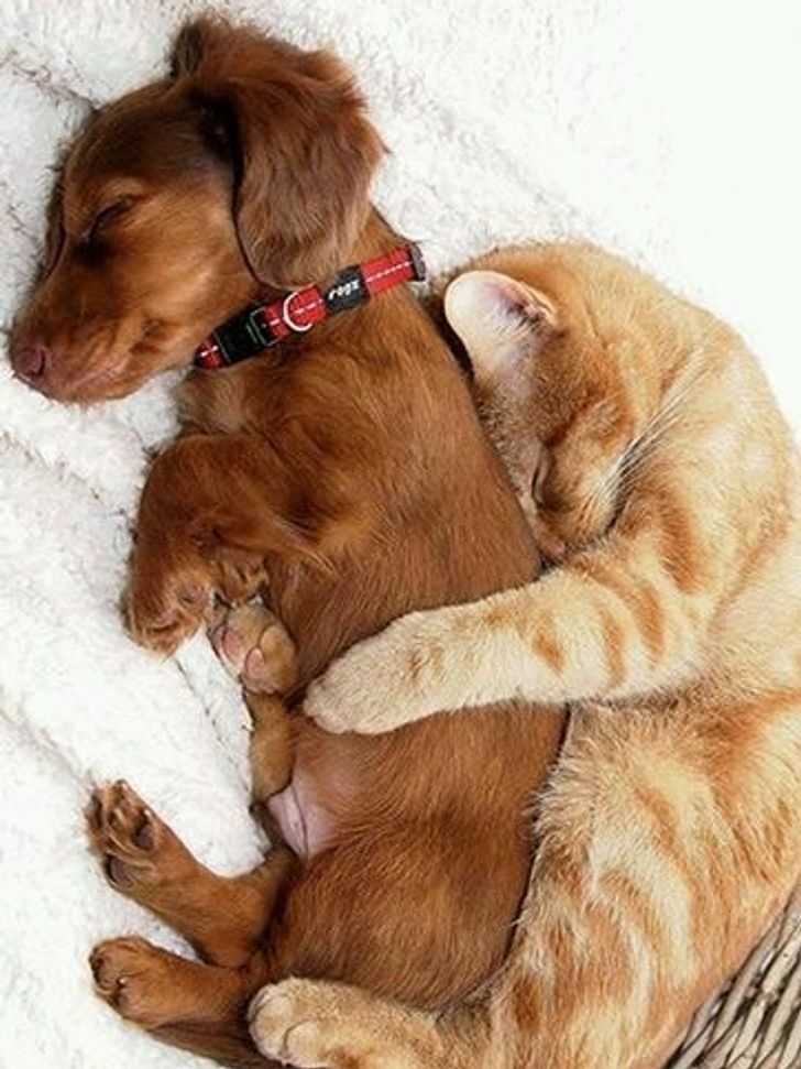 5 Amazing Cats and Dogs Friendships