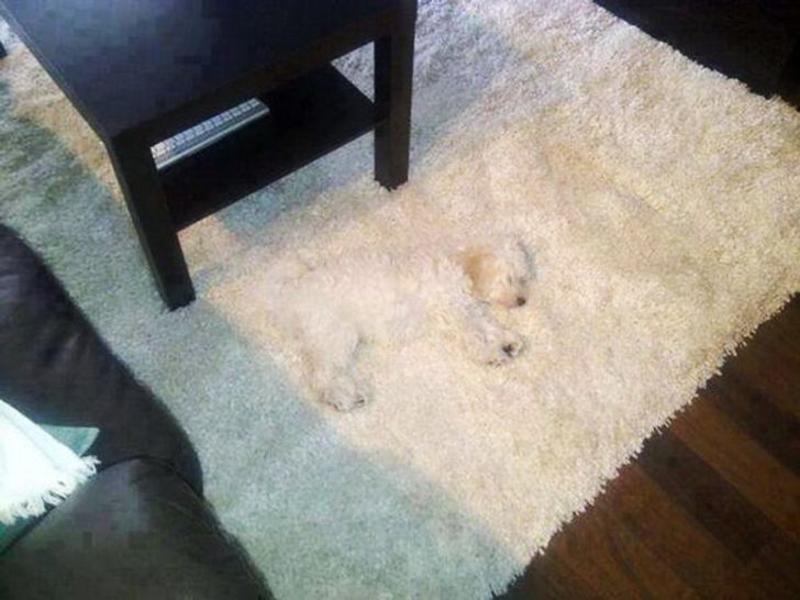 20 Dogs Who Believe They Have Found The Perfect Hiding Spot