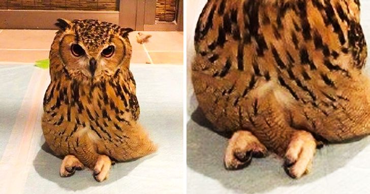 18 Unique Animal Photos That Show Their Life From a Different Angle