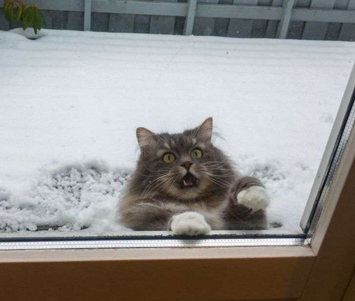 20+ Photos Proving That Cats and Snow Are Not Meant for Each Other / Bright  Side