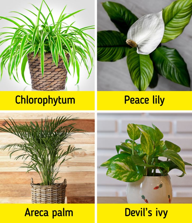 20 House Plants That Will Both Decorate Your Home and Bring On All the Good Vibes