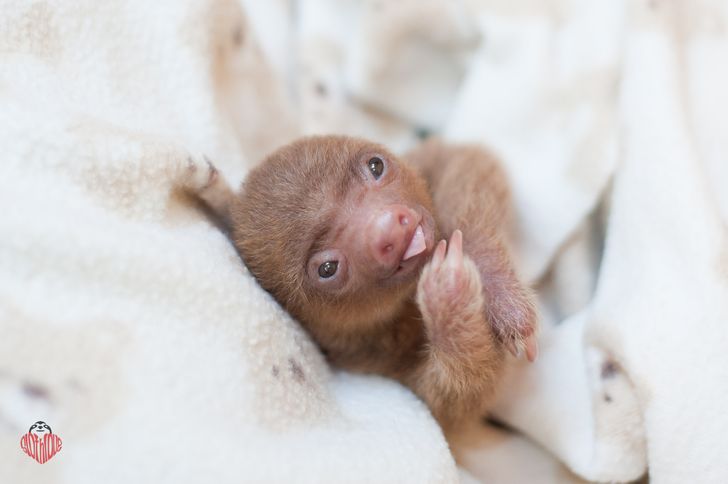 These Photos Of Orphaned Sloths Will Make You Feel Warm And Fuzzy Inside