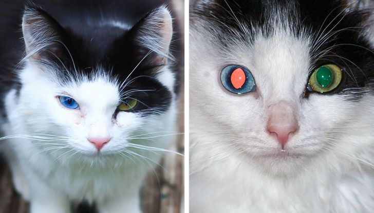 18 Pets That Are So Unique, It’s Hard to Believe They’re Even Real