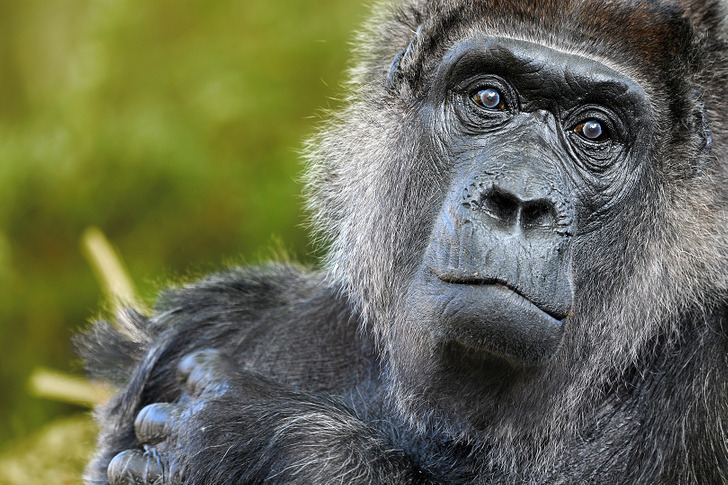 Fatou at the Berlin Zoo, October 2019