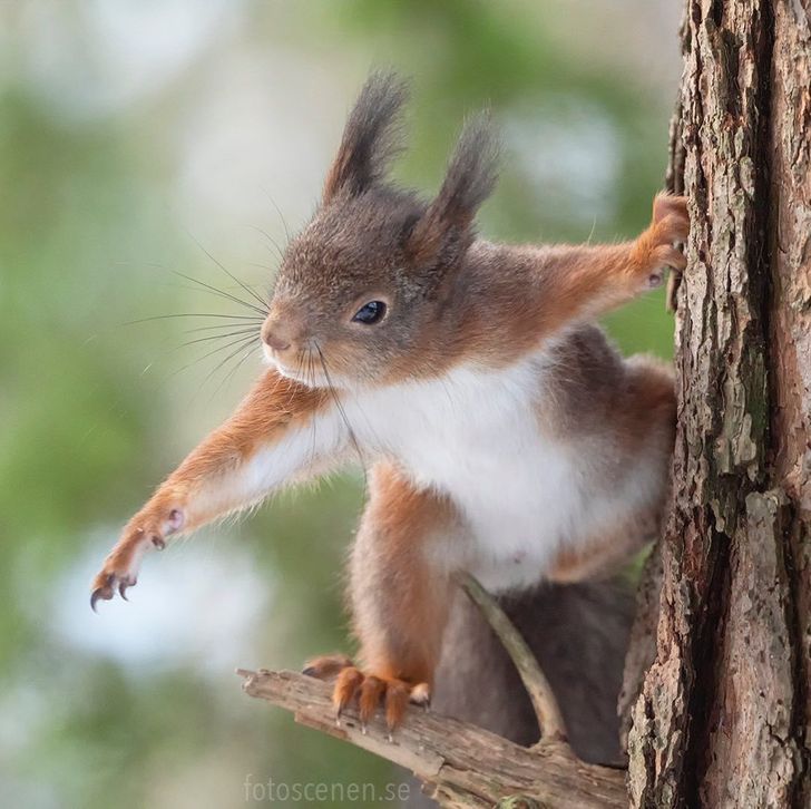A Photographer Captures the Charm of Squirrels, and We Think We Found Our Spirit  Animal