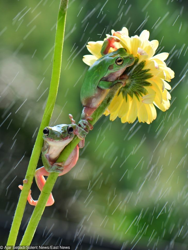 Frog Hiding in Flower Pot by Under the Sun Van Group
