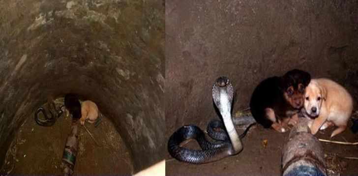 Two Puppies Fell into a Pit with a Cobra. Then Something Incredible Happened