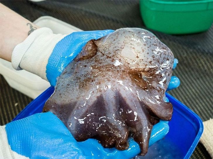 Scientists Show Us 11 Scary Creatures Living in Australia