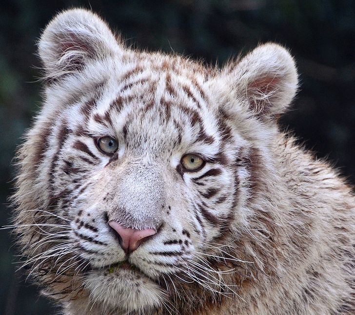 People Have Voted for the Most Beautiful Animals on Earth, and the Results Are Admirable