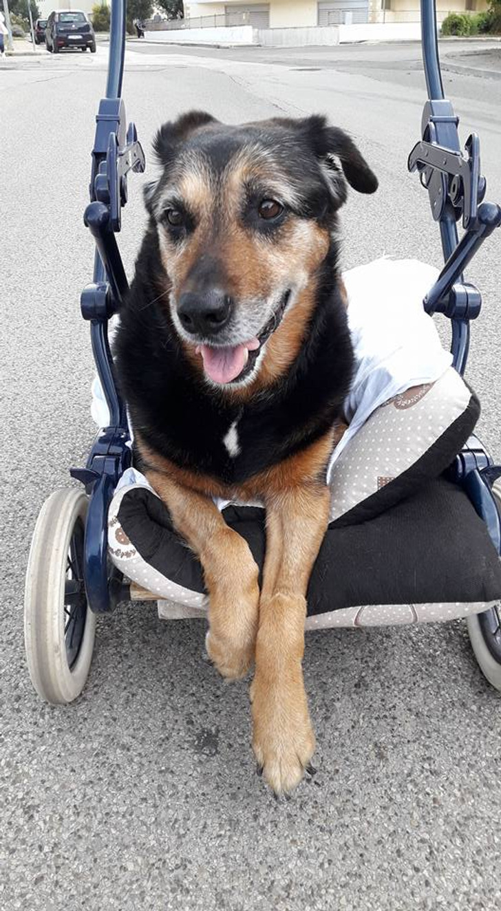 Elderly dog being taken on a walk on a special wheelchair.