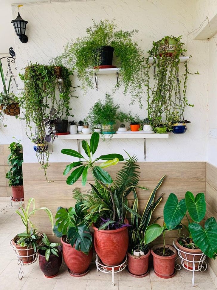 20+ People That Love House Plants More Than Candy