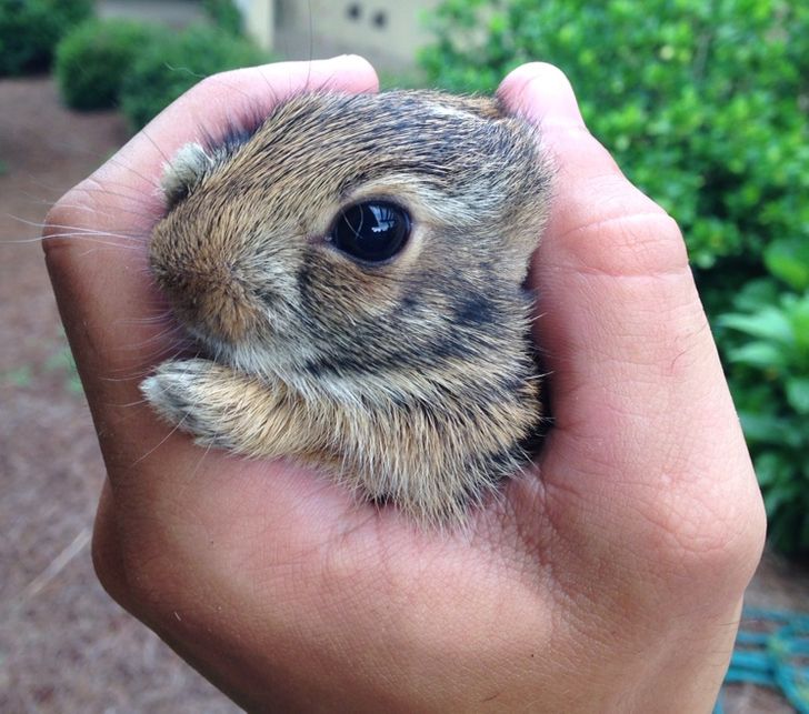 20 Baby Animal Facts That Make Us Want to Thank Mother Earth for All the  Smiles