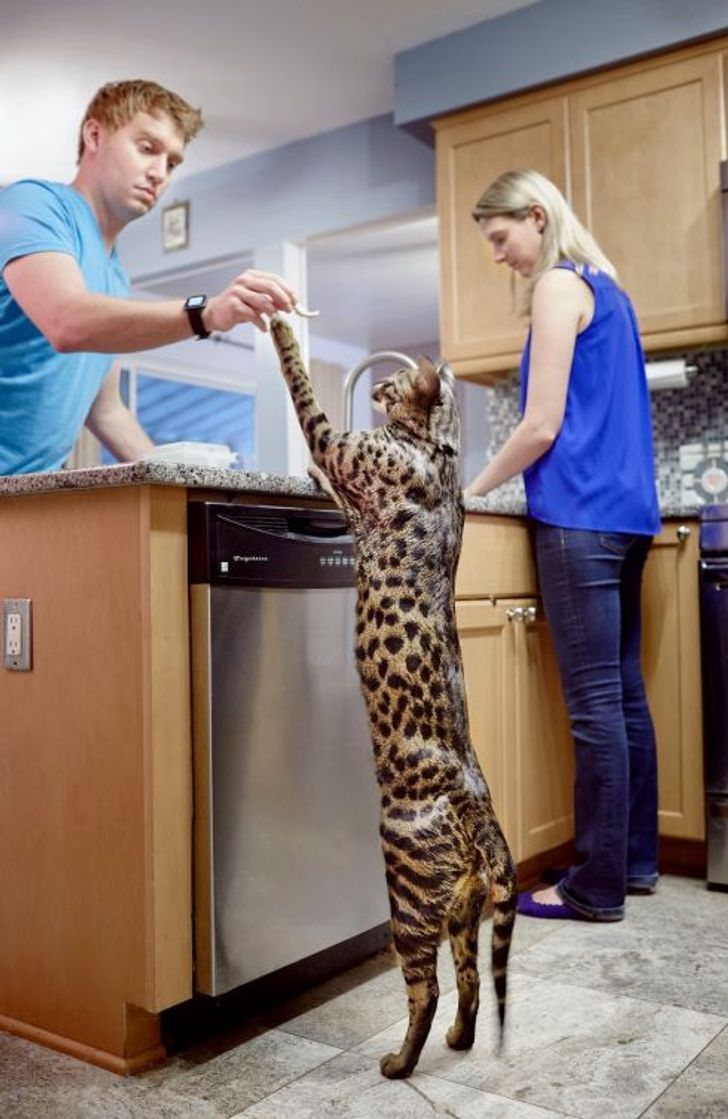 largest cat breed