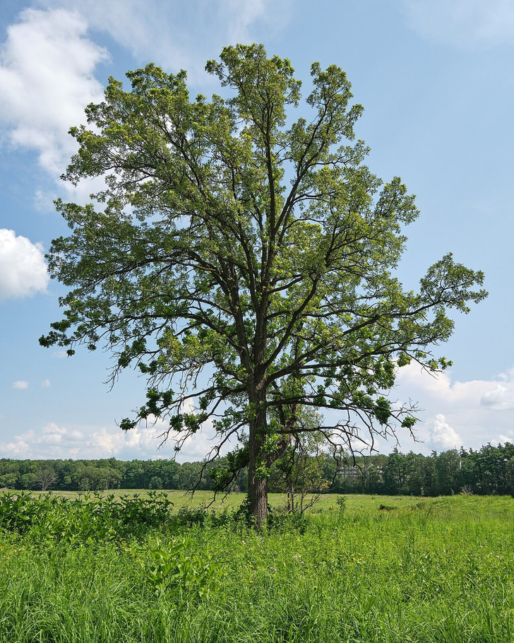 A tree in Curtis Prairie, UW–Madison Arboretum