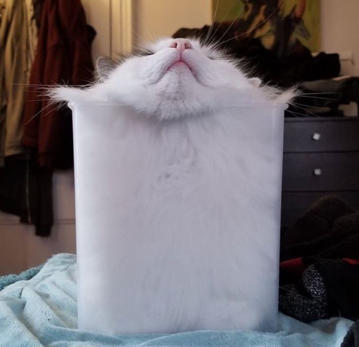 15 Photos That Prove Cats Are Liquid