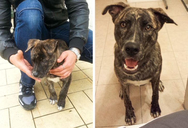 14 Photos of Dogs Before and After They Were Adopted by Truly Kind People