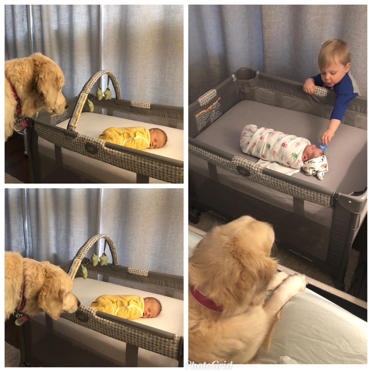 A Dog Who Investigated Two Newborn Brothers, Two Years Apart