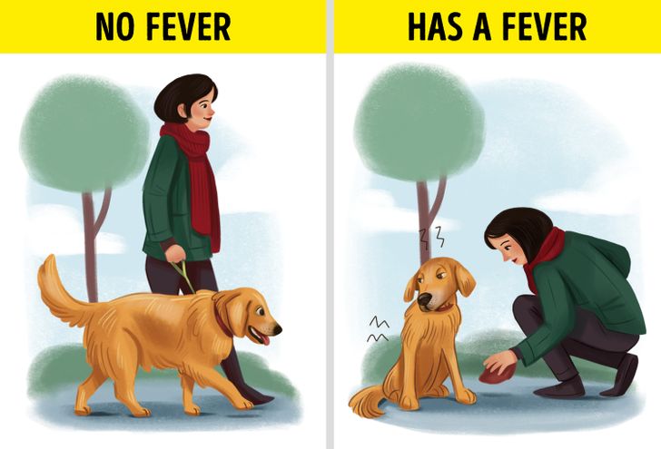 do puppies get fevers