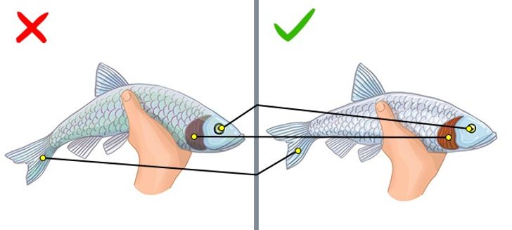 9 Kinds of Fish You Shouldn’t Eat