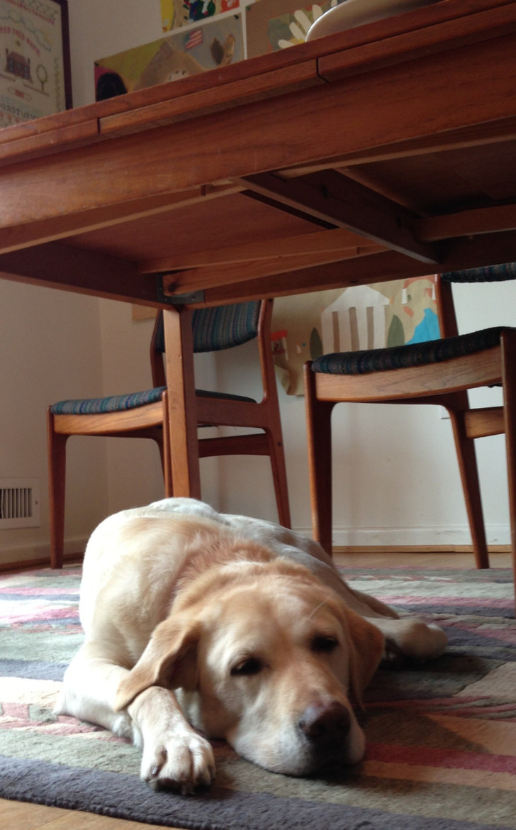 Donald, a Retired Guide Dog, Went Straight to His Old Spot After 5 Years