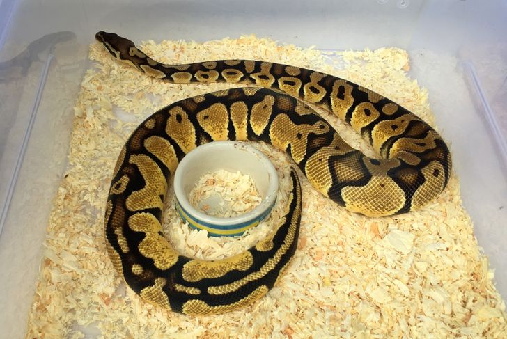 Snake lying in cage Snake lying in cage