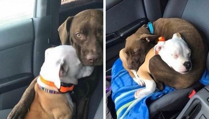 20+ Pics Proving That Love Is a 4-Legged Word