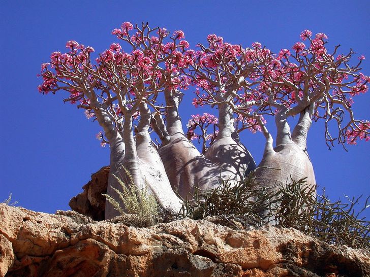 The 15 Most Beautiful Trees in the World
