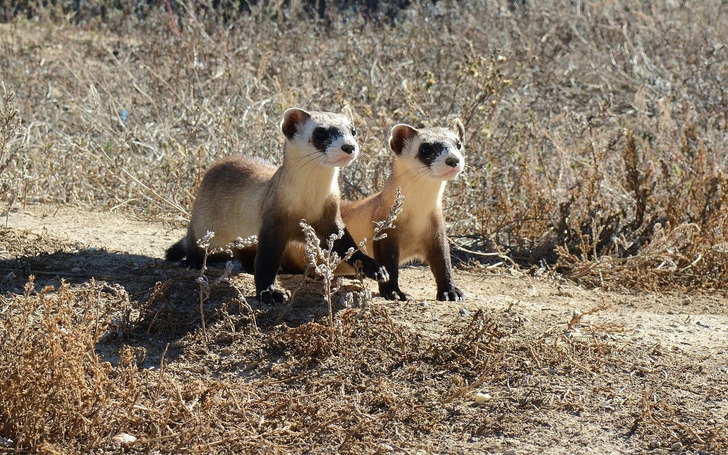 Black-footed ferret kits at a federal breeding center in Colorado
