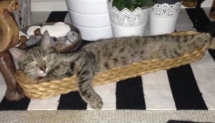 15 Photos That Prove Cats Are Liquid