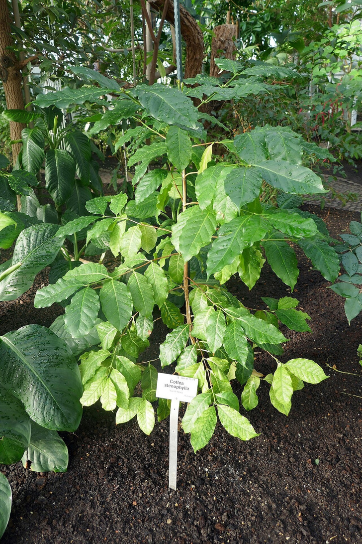 Coffea stenophylla at the Berlin Botanical Garden
